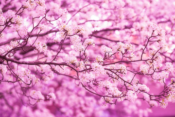 Fototapeta premium Cherry Blossom