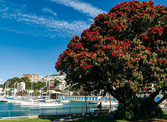 Wellington Pohutukawa Clyde Quay