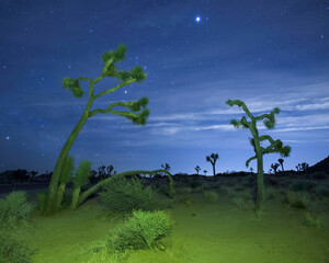 Joshua Trees at Night