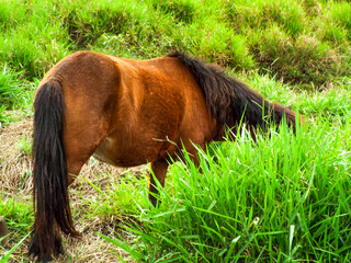 little pony grazing in the field