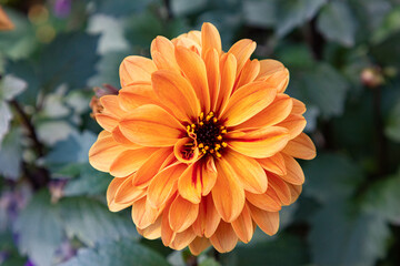 Flower, Dahlia