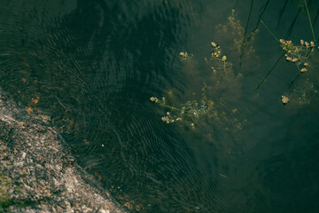 Delicate water weed growing in freshwater pond