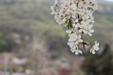 Blossoming white cherry flowers with green leaves