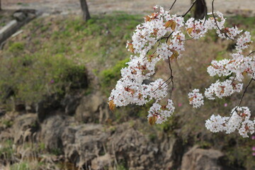 Blossoming white cherry flowers with green leaves