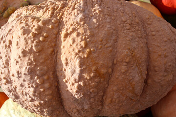 Variety of Pumpkins in Fall, MA, USA