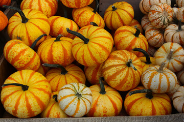 Variety of Pumpkins in Fall, MA, USA