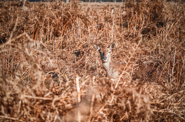 A red deer seen through dry grass in Bushy Park in London during autumn season