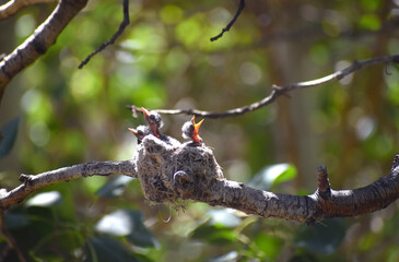 Baby Ash-throated Flycatcher birds begging for food in a nest in an aspen tree near Bishop, CA in the Eastern Sierra © Rosemary