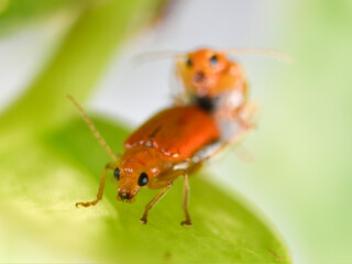 Closeup of orange bugs mating on the leaf