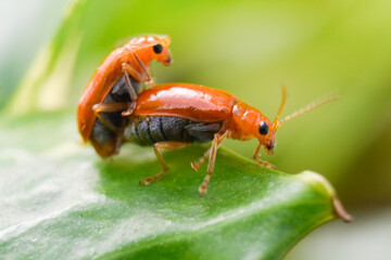 Closeup of orange bugs mating on the leaf