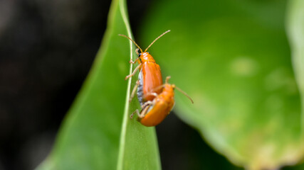 Closeup of orange bugs mating on the leaf