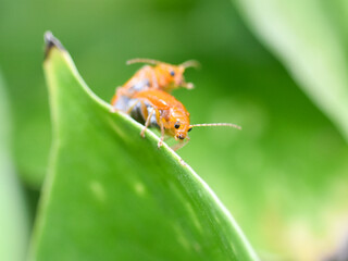 Closeup of orange bugs mating on the leaf