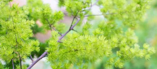green tree leaves foliage abstract, wallpaper or backdrop, closeup view of natural background texture for designing, taken in shallow depth of field