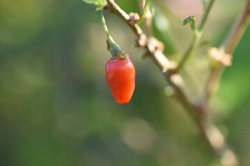 Lycium barbarum flowers. Solanaceae deciduous shrub. Light purple flowers bloom from summer to autumn, and berries ripen red in autumn and are used for raw food, dried fruits and fruit liquor. 