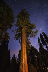 A Sequoia Tree