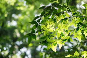Fototapeta na wymiar 緑の葉、森に射し込む日射し