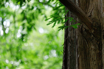 メタセコイアの木、眩しい緑の葉