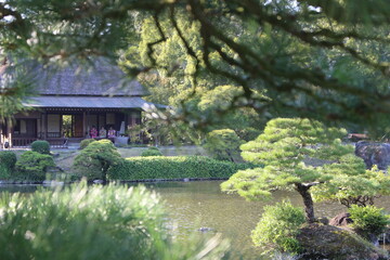 pond in the park