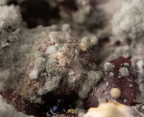 Green spores of mold on rotten berries