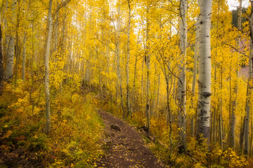 Aspen trail