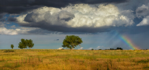A tree with Rainbow