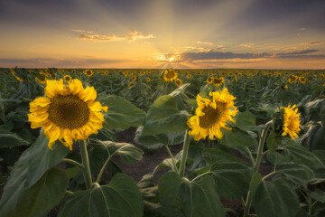 Sunflower field in Colorado