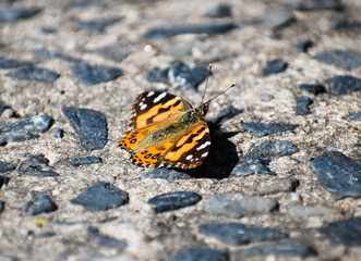 butterfly on the concrete