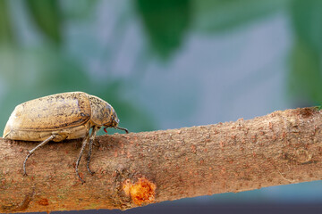 A sugarcane white grub or Phyllopoga Postanceensis crawls on a bilimbi tree branch