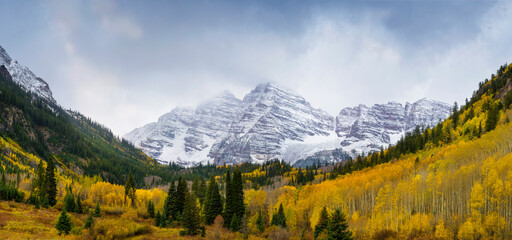 Aspen with Autumn leaves