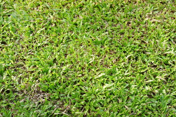 green grass background