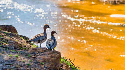 Trees and landscapes along the Blackwood River in the southwest of WA