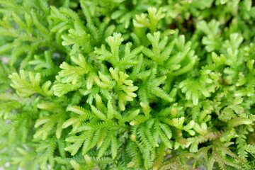 close up of green leaf