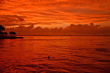 Fototapeta premium Sunset on the beach, ocean and dolphin 