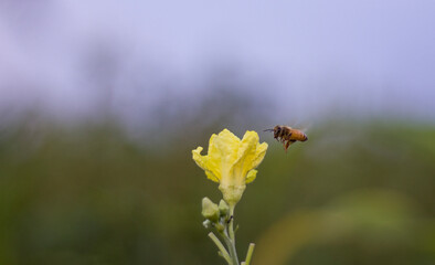 bee on a yellow flower