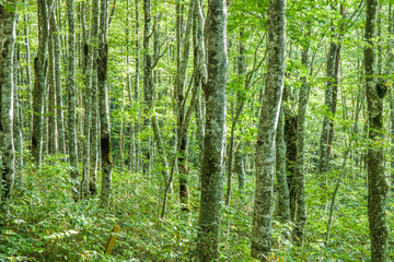 太陽の光が溢れる新録のブナの森