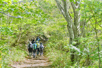 新緑のブナの森の中の登山道