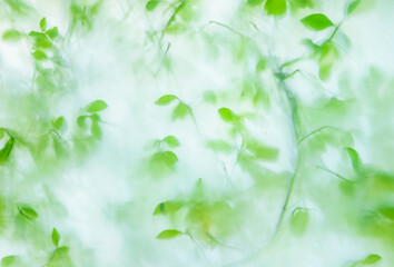 半透明のガラスから透けて見える新緑の葉