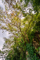 tree growing on the cliff