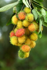 Fresh  ripe ,sweet, Rambutan fruits growing in the tree. natural background.