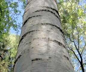 The trunk of a birch tree on a clear summer day. Tree trunk with sun glare on a summer day.  Birch bark.