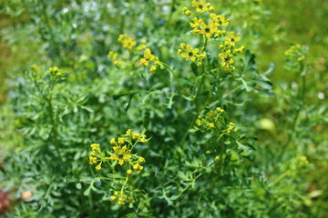 ruta zwyczajna ruta graveolens