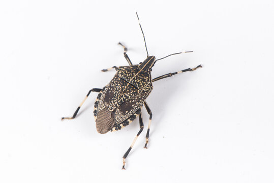 macro the stinkbug isolated on white background
