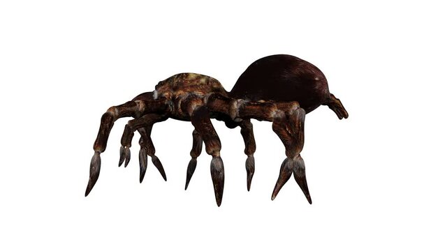 4K Spider Walk Animation. Looped. Alpha channel included.


