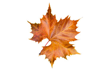 maple leaf isolated on white