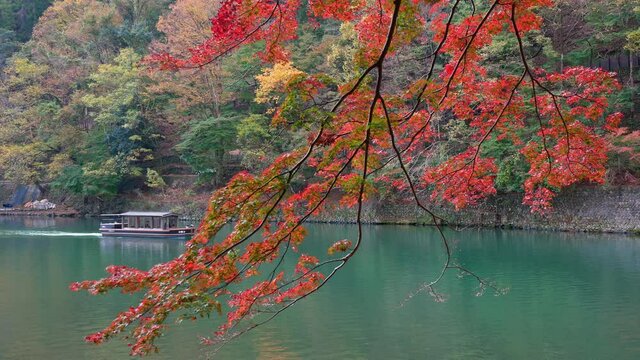 Boatman punting the boat at river. Arashiyama in autumn season