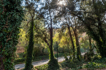 Fototapeta premium Isolated beautiful and colorful natural landscape of trees and foliage in the last days of summer- Northern Israel