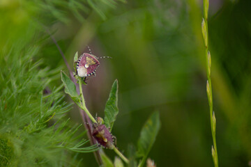 butterfly on a flower