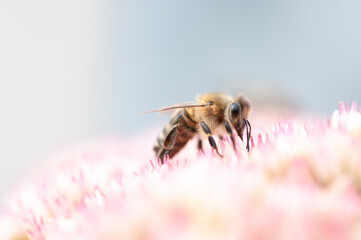 bee on pink flower