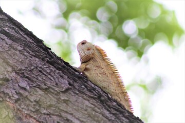 CHAMELEON SURVILING THE TREE :)