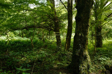 Korea forest land scape 